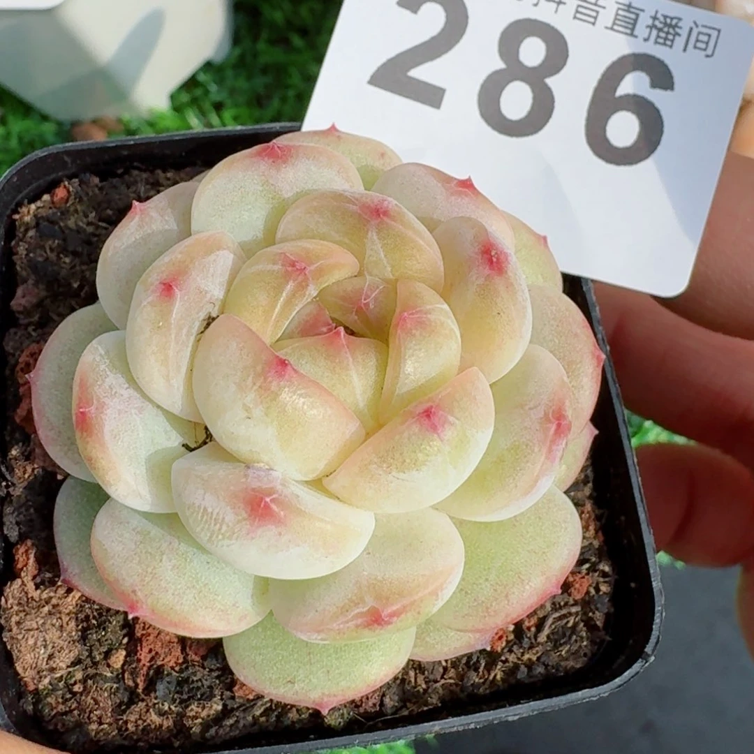 孤品         精品多肉