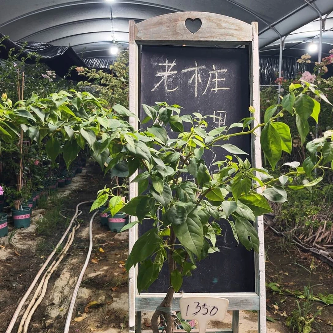 完全开放三角梅三角梅1350