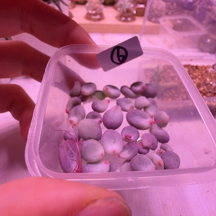 6号，迷你彩虹奶叶片一物一拍清盆福利