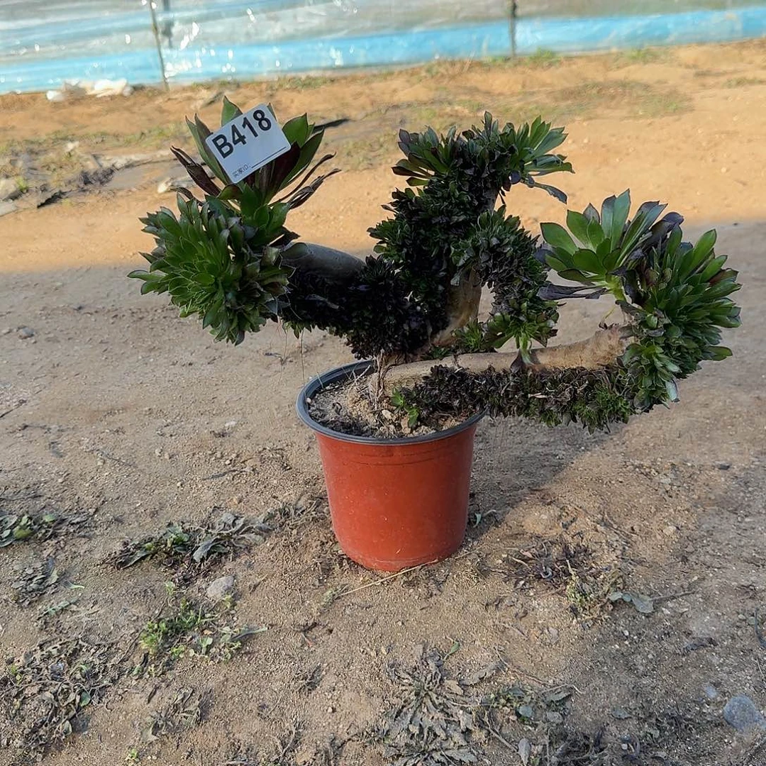 418黑法师微瑕一颗呀呀