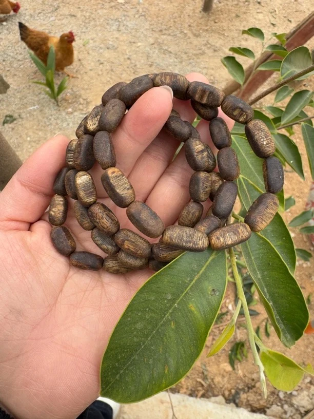 奇楠沉香虫漏 单圈多样性发1