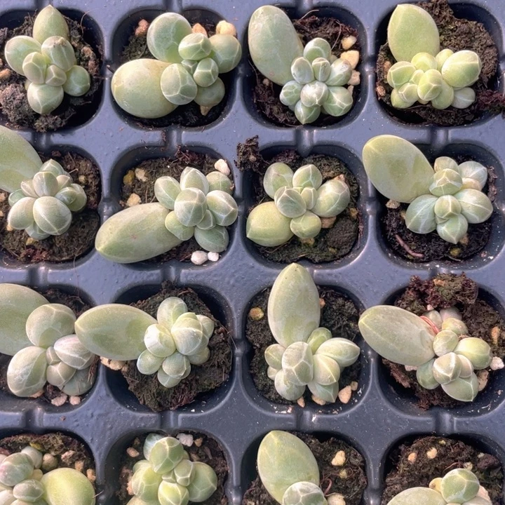 星空美人发3颗满18