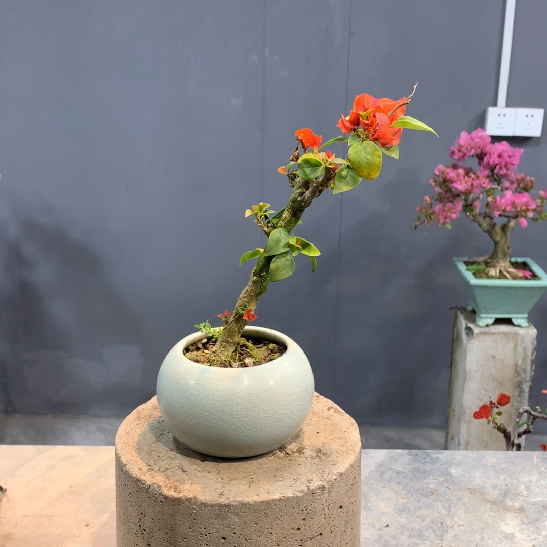 大量花朵（建议范围：8朵-15朵 或40%以上）