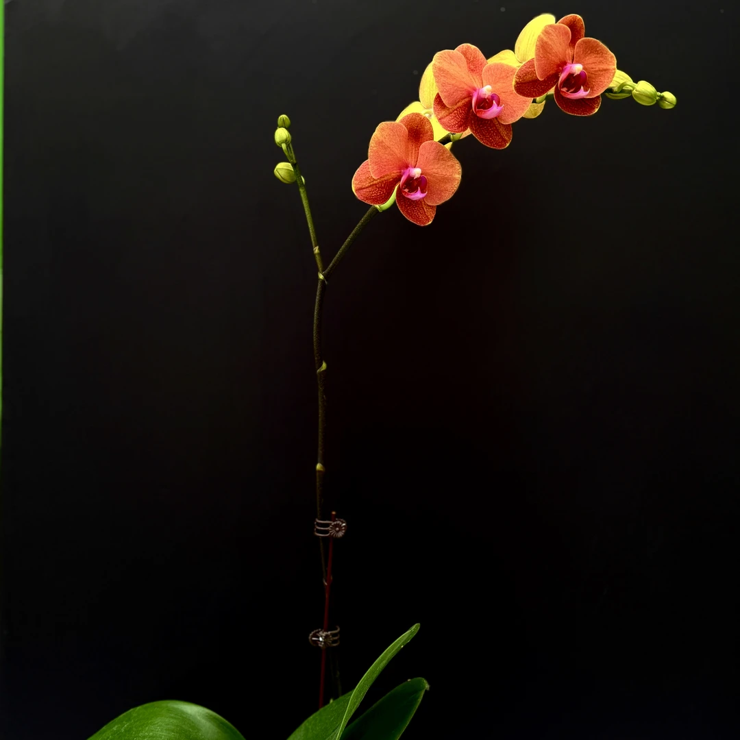 予兰花卉（金桔）带花带花苞3.0寸杯发货