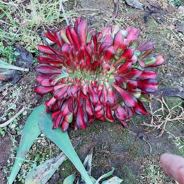 晚霞缀没根发货发货