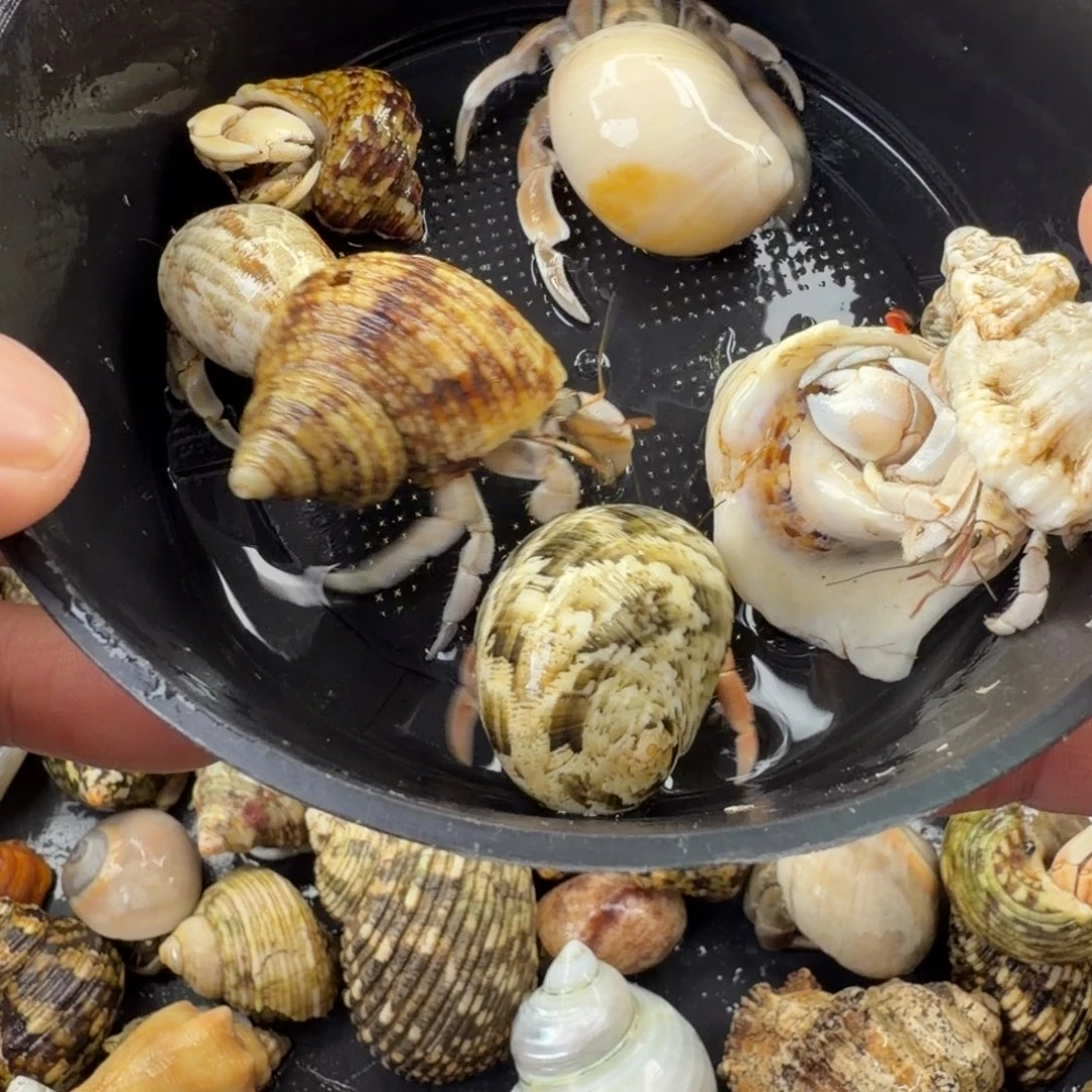 豆丁寄居蟹一份8只包活4只