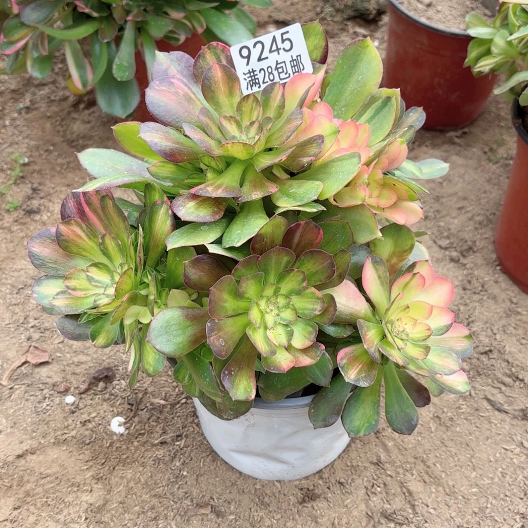 A.    9245流星雨多肉