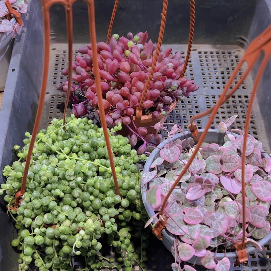 多肉393多肉植物