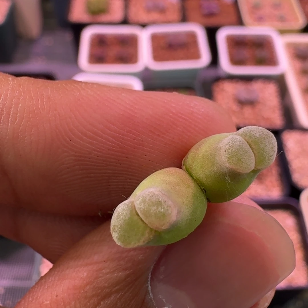 F***y云缦精品番杏12.19