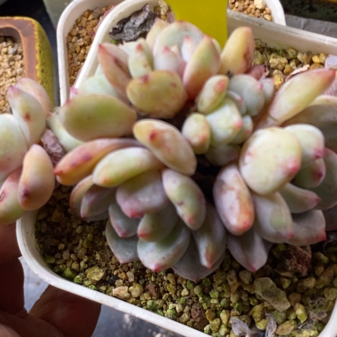 梅****貓6186女神福利，石榴仔多肉植物