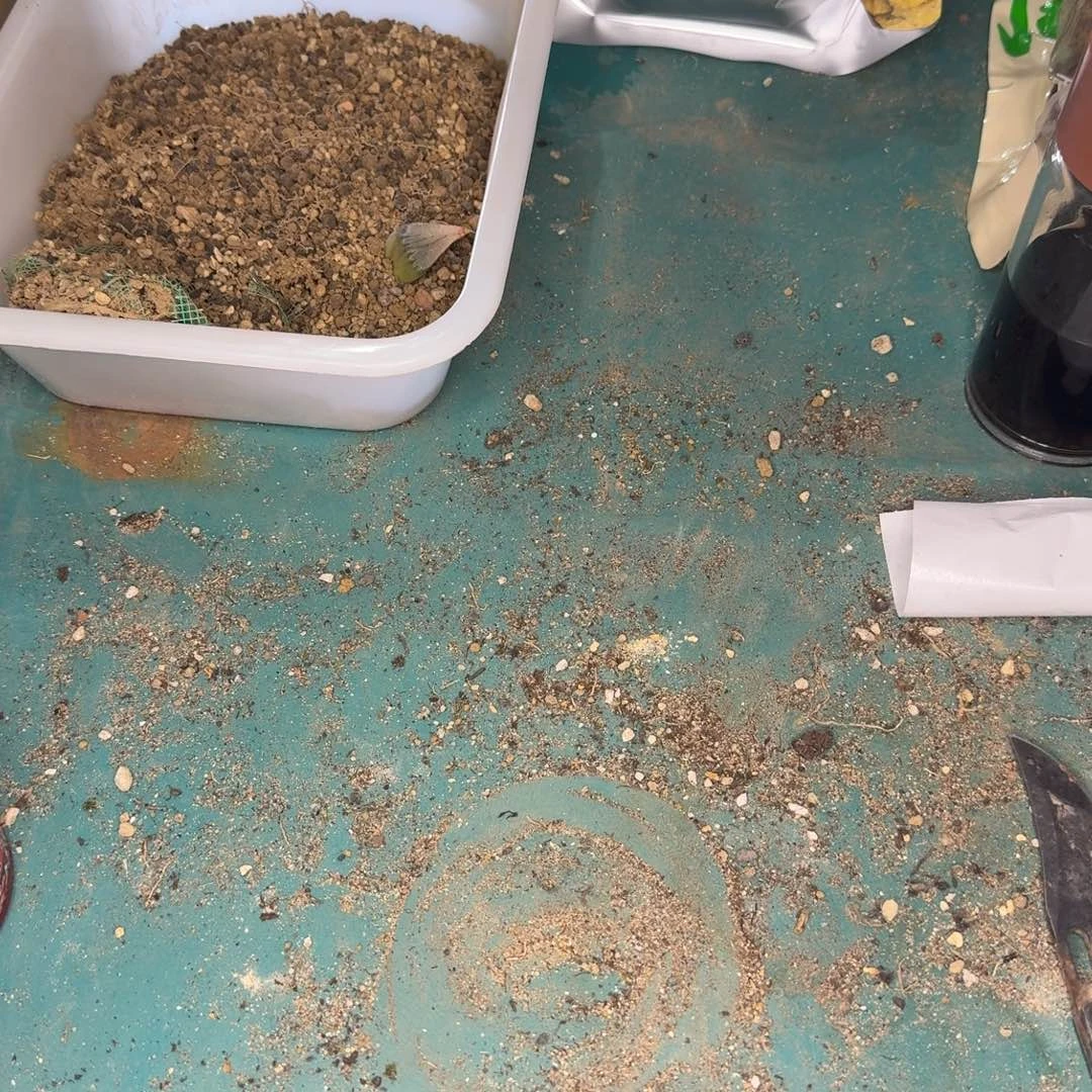 ?****?多肉植物多肉植物