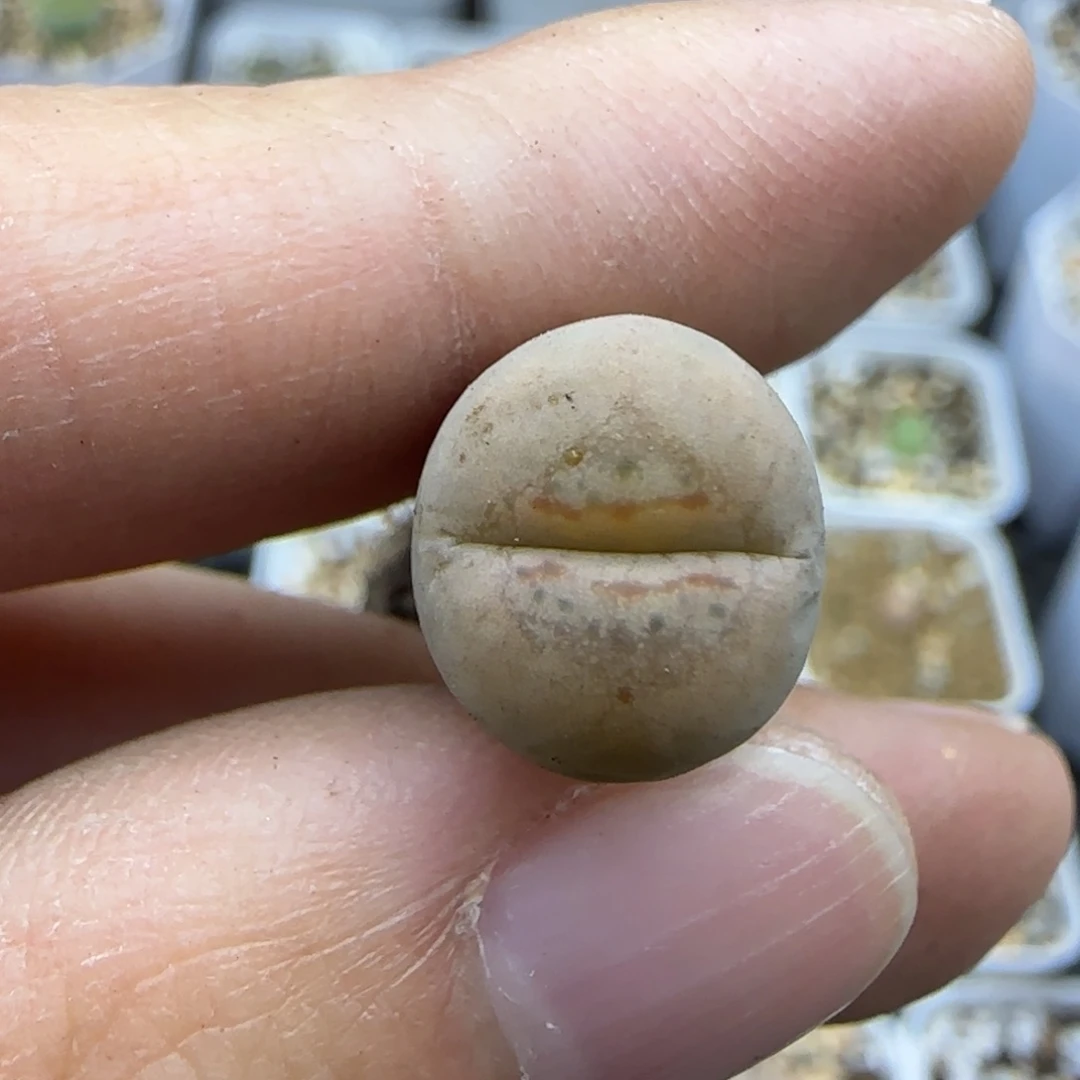 419丑鹅清框福利30包邮