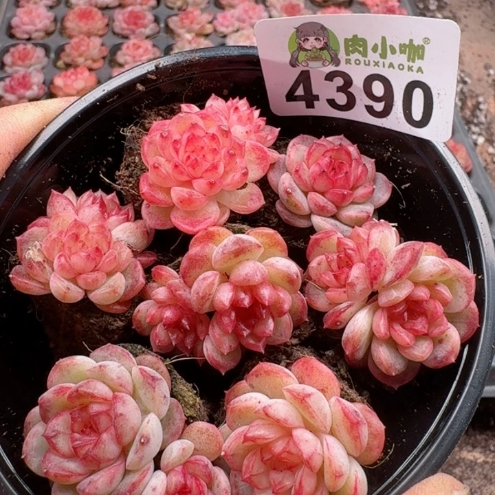 多肉植物多肉植物