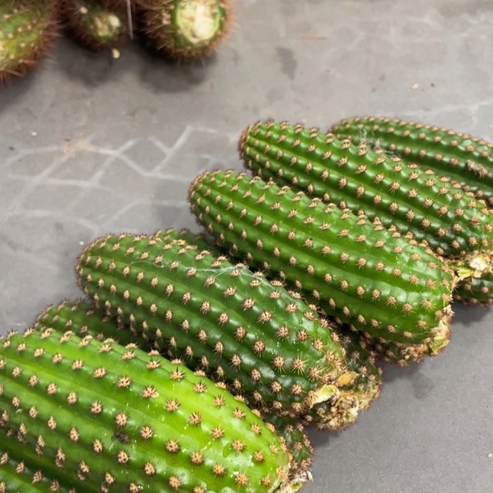 进口金妞金1侧芽一个