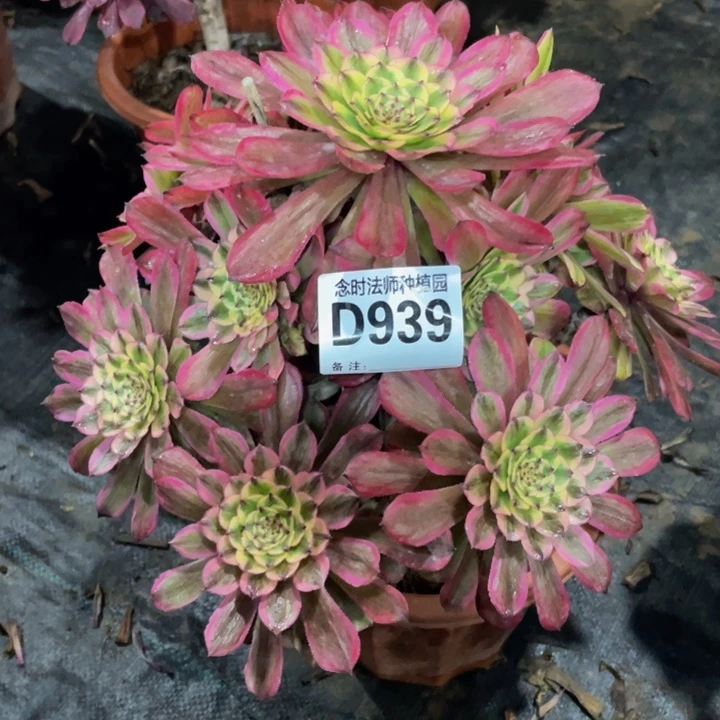 l*m939糖果粉黛11111多肉