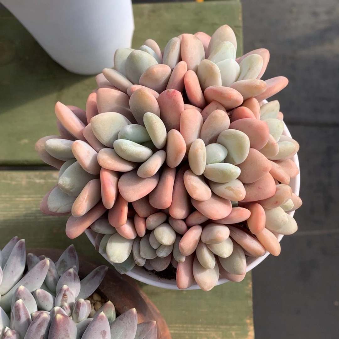 我们家的小仙女们