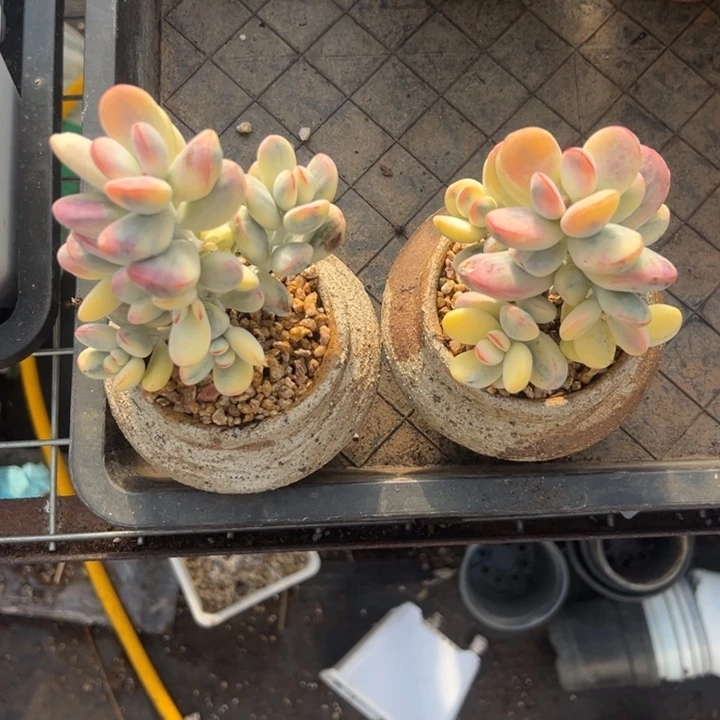 无花朵710号福娘锦两个无砍