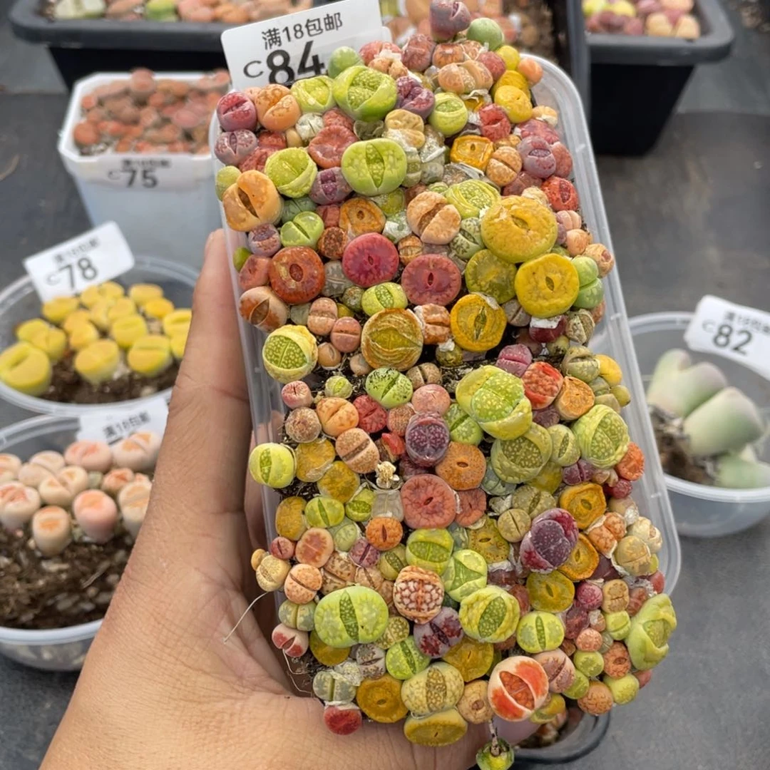 红陶00000000000084