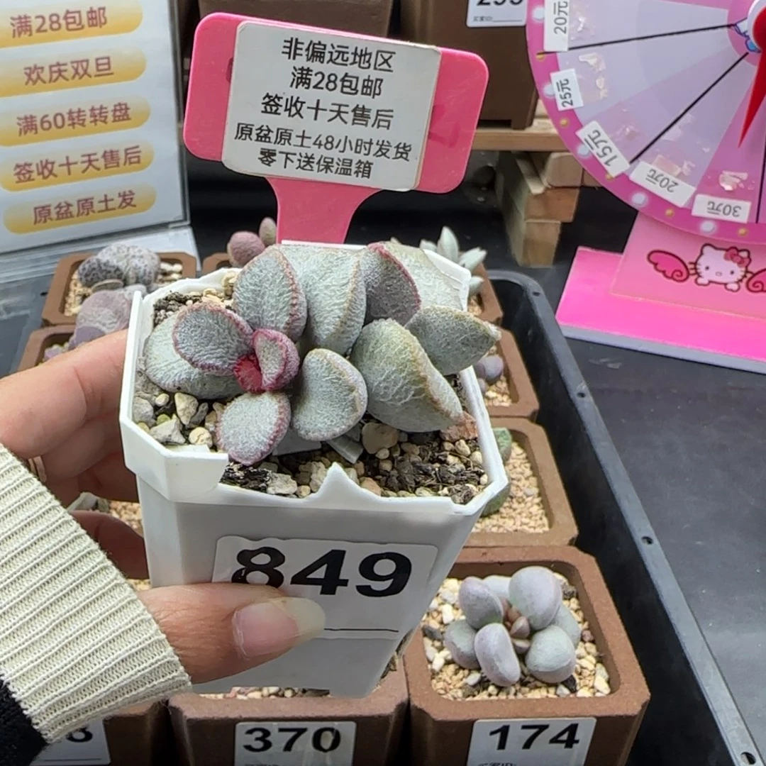 『***』849圣姬磨砂蛋多肉植物