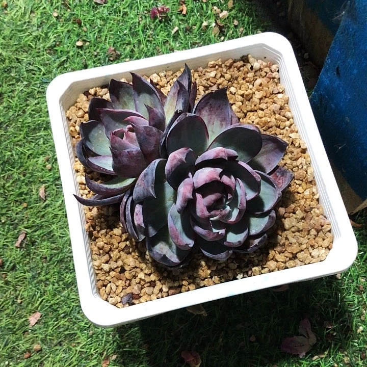 芯*惊鸿仙子多肉植物