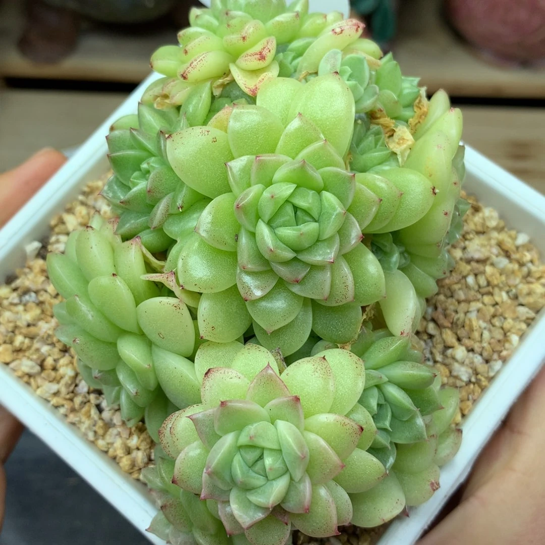 定繁超优选珍妮麦秆群321