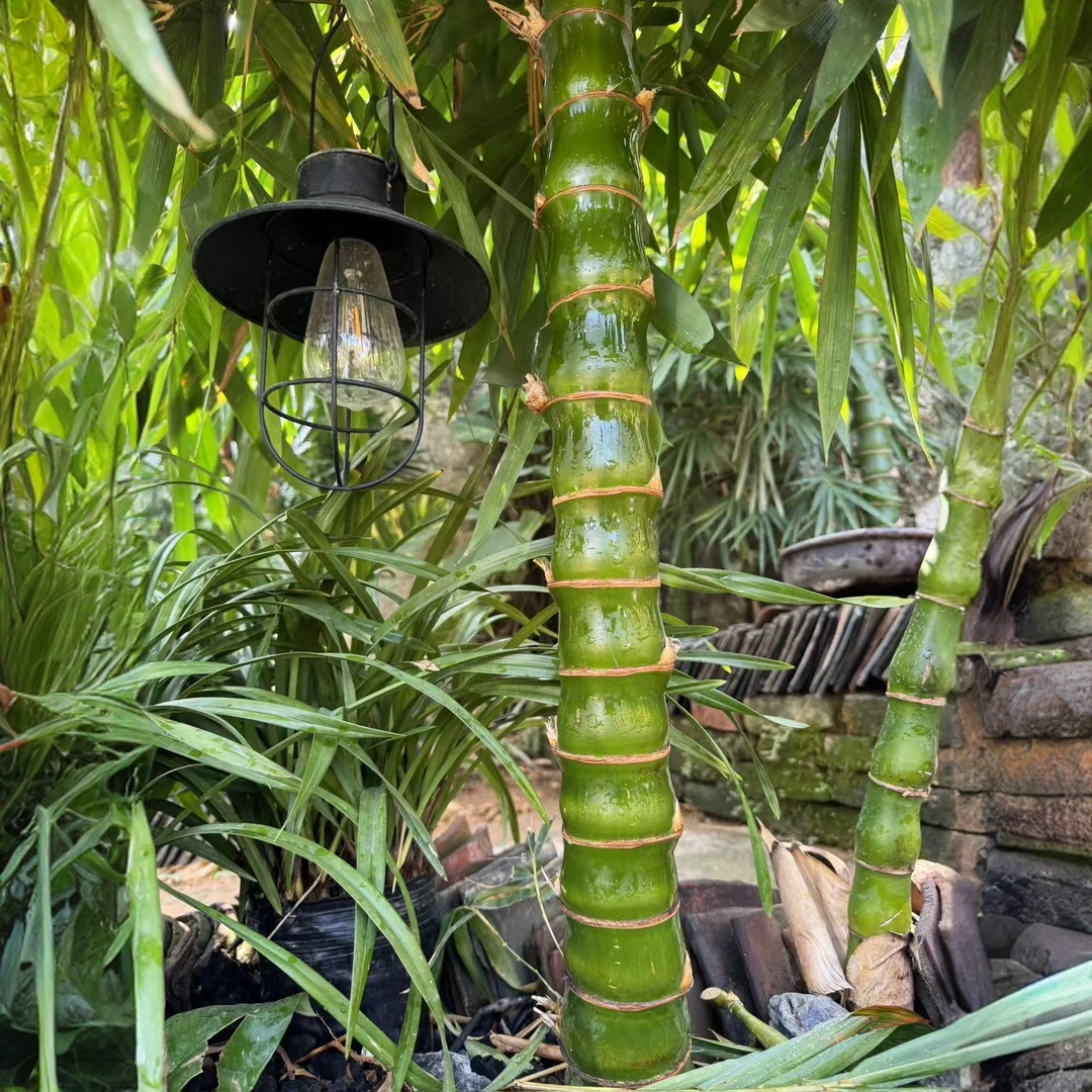 佛肚竹粗8-9公分高1.6米/不含盆