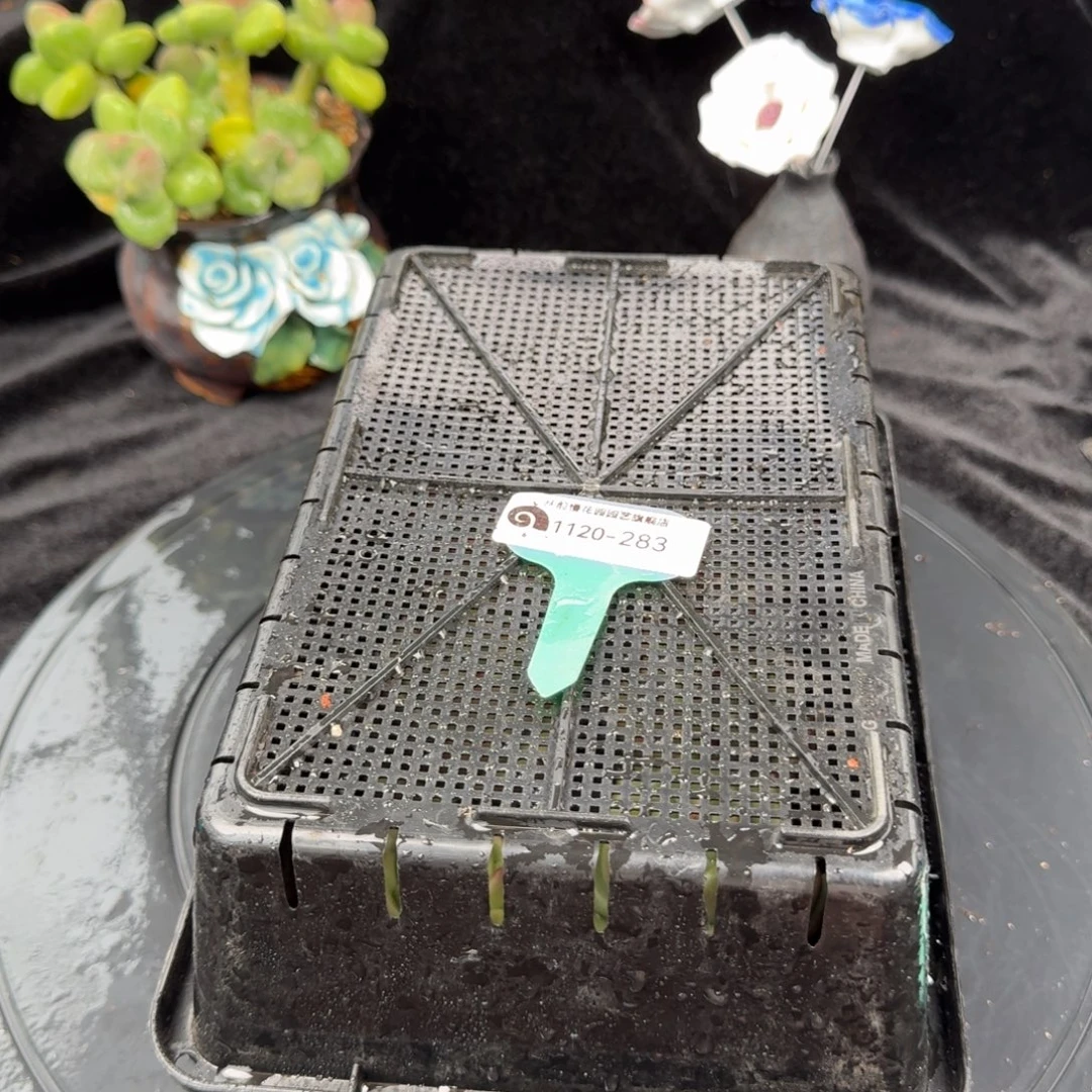 从前慢花园多肉编号1120-283