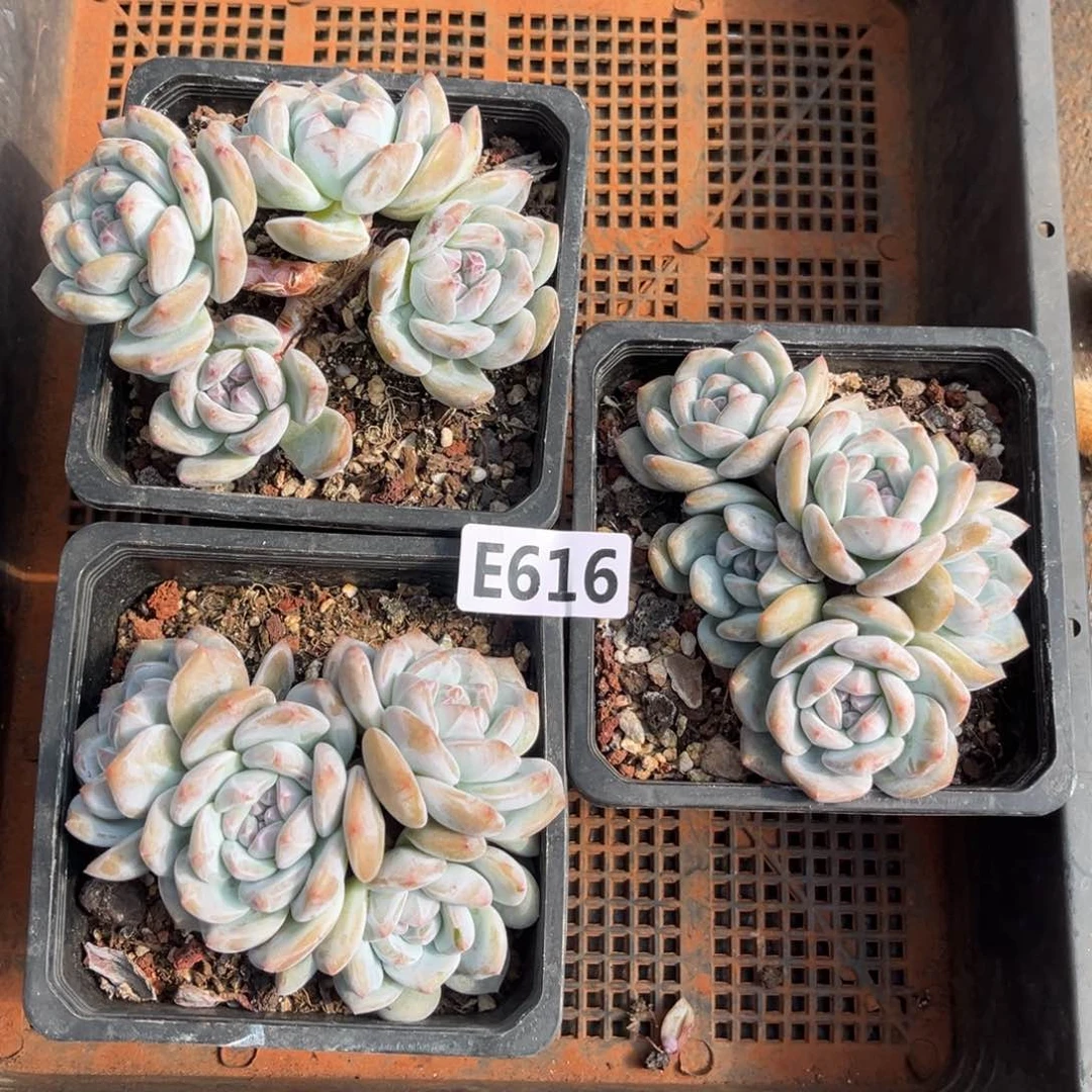616号新疆西藏内蒙古不包邮小脸星影3颗