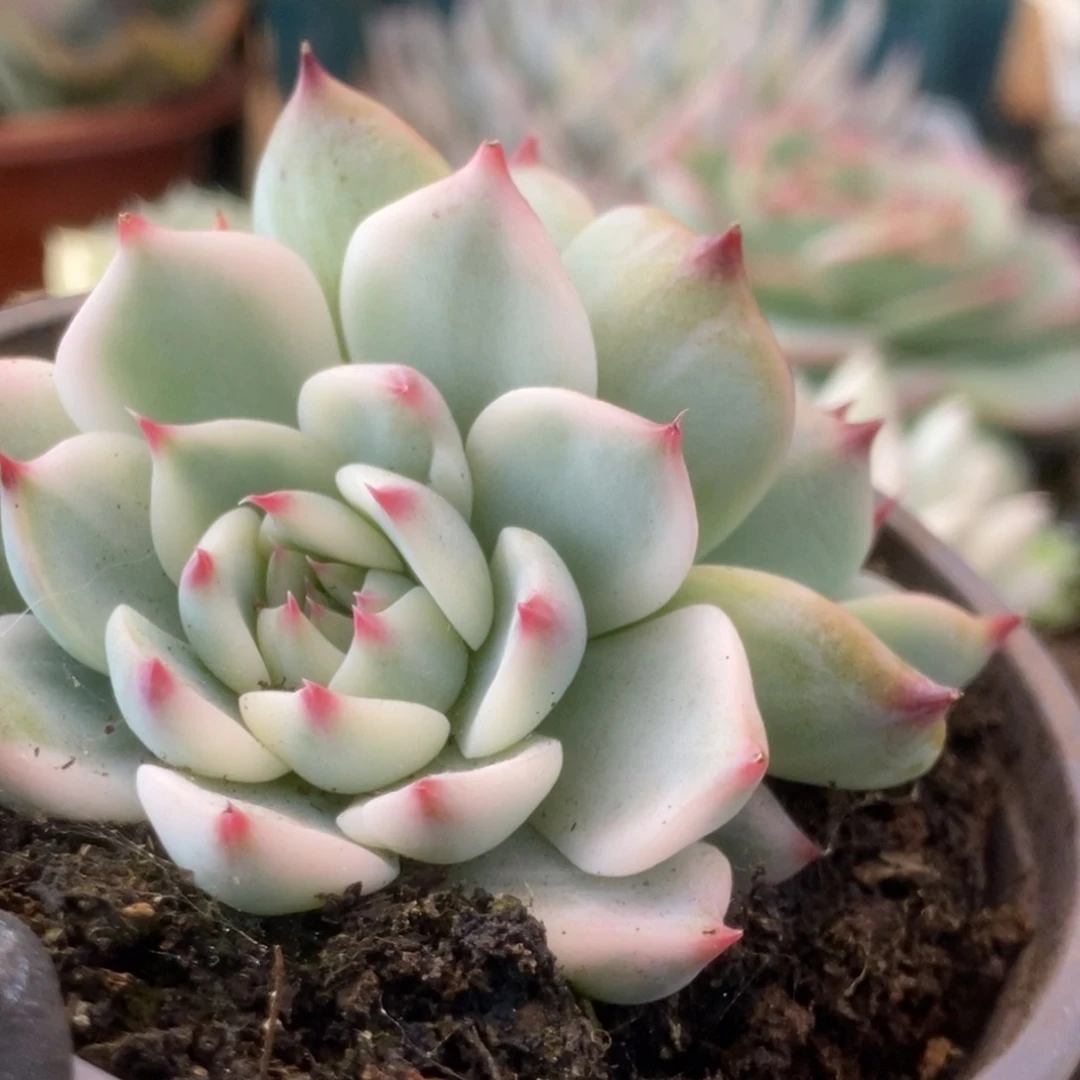 440锦锦锦锦锦锦锦