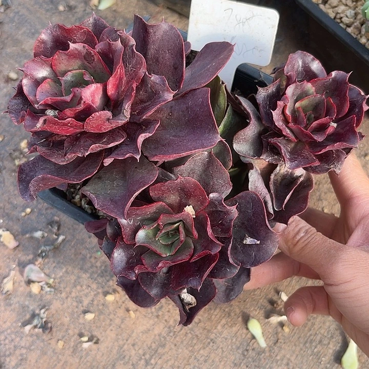 两单包邮，一物一拍7808