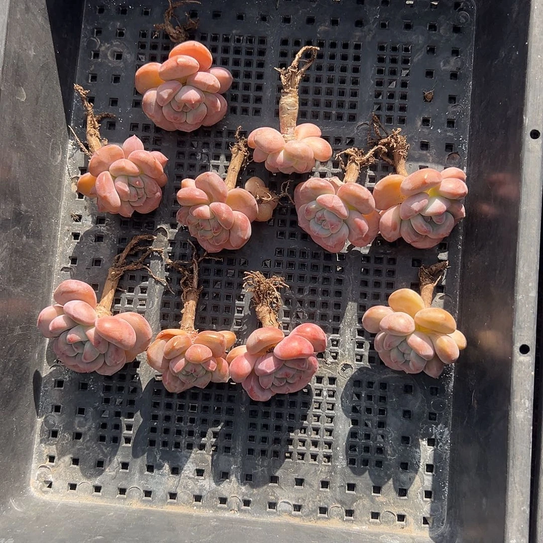 2490，十个紫梦露长杆子脱土发货