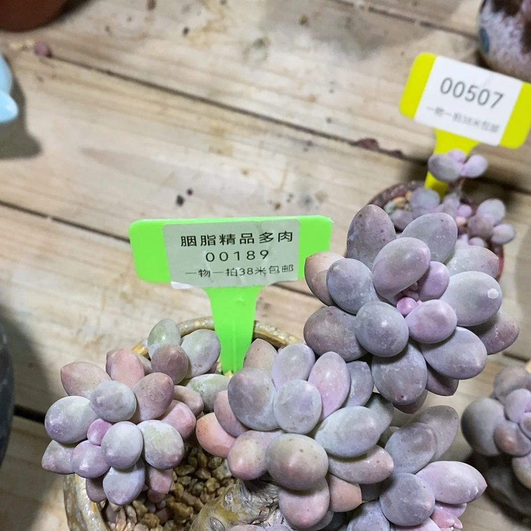 00189咯偶咯哦我具体咯