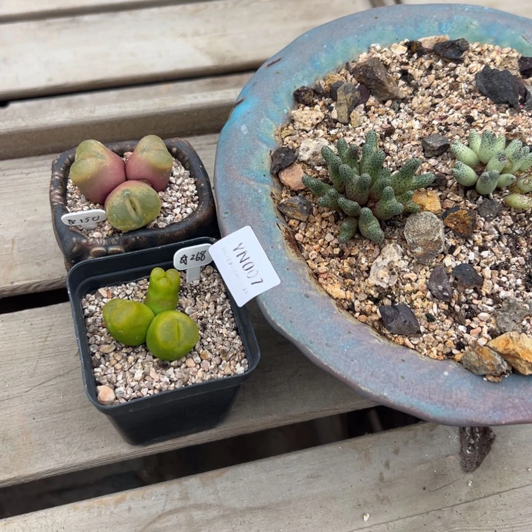 施***鱼1987花盆yn007 肉肉肉肉