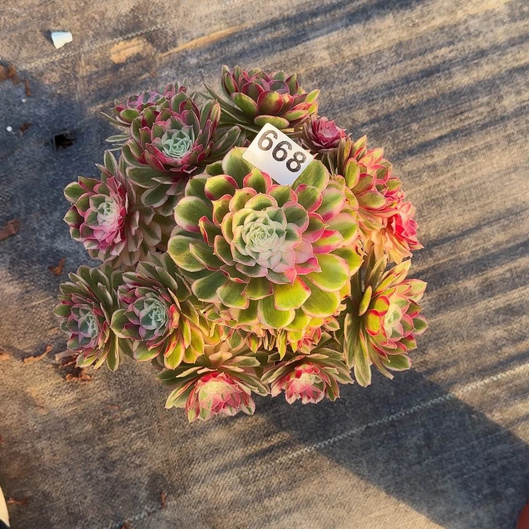 668孔雀翎冠服30公分