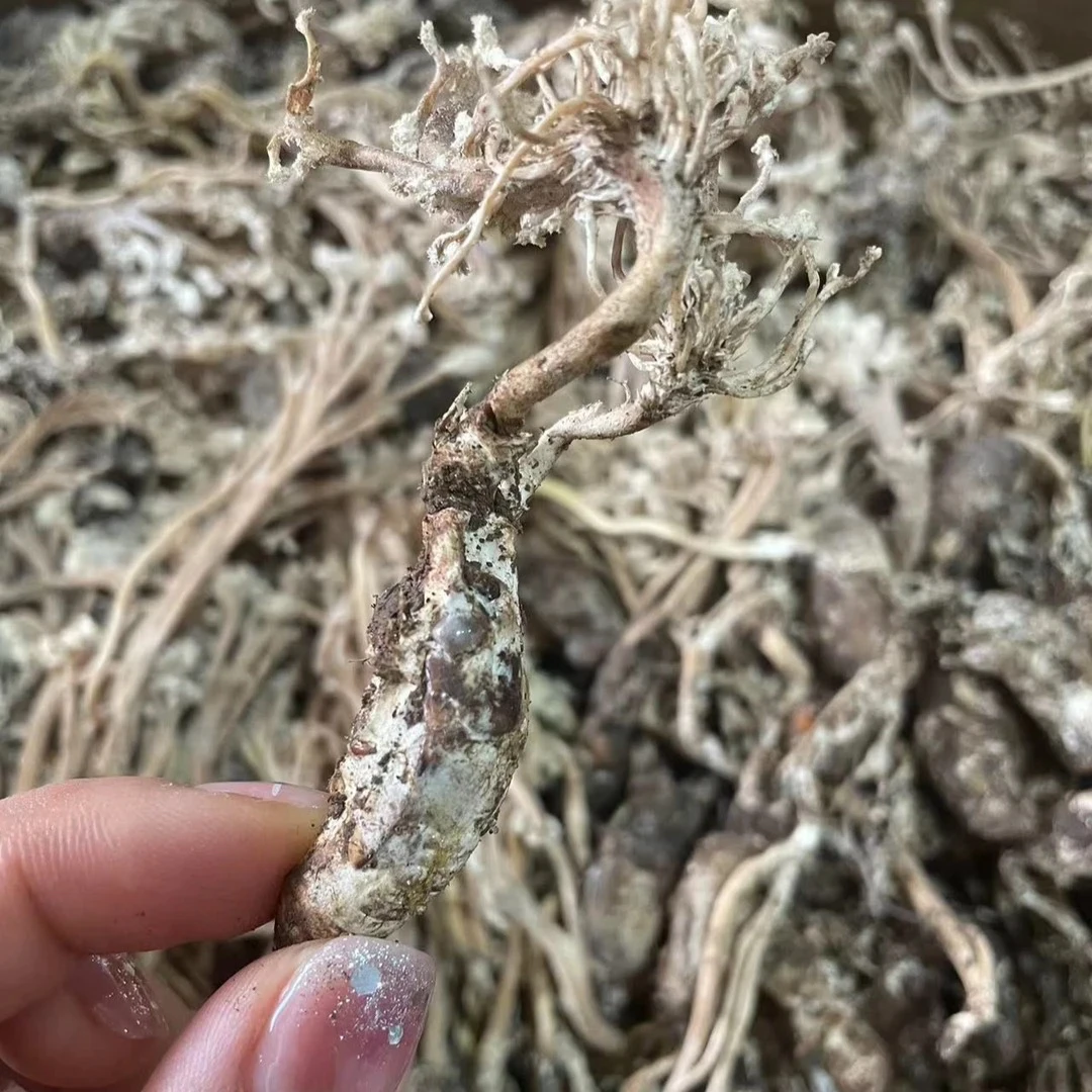 【山货 · 】现收特产干货土特产（金尝花）