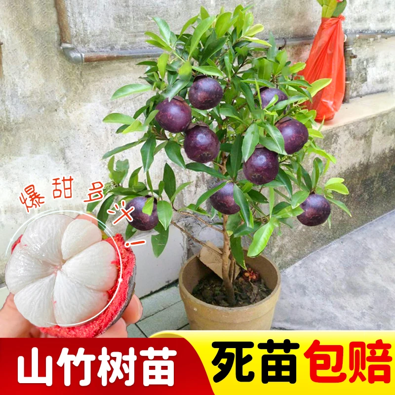 山竹苗岭南山竹树苗果树苗盆栽地栽山竹树苗当年结果果苗树种植