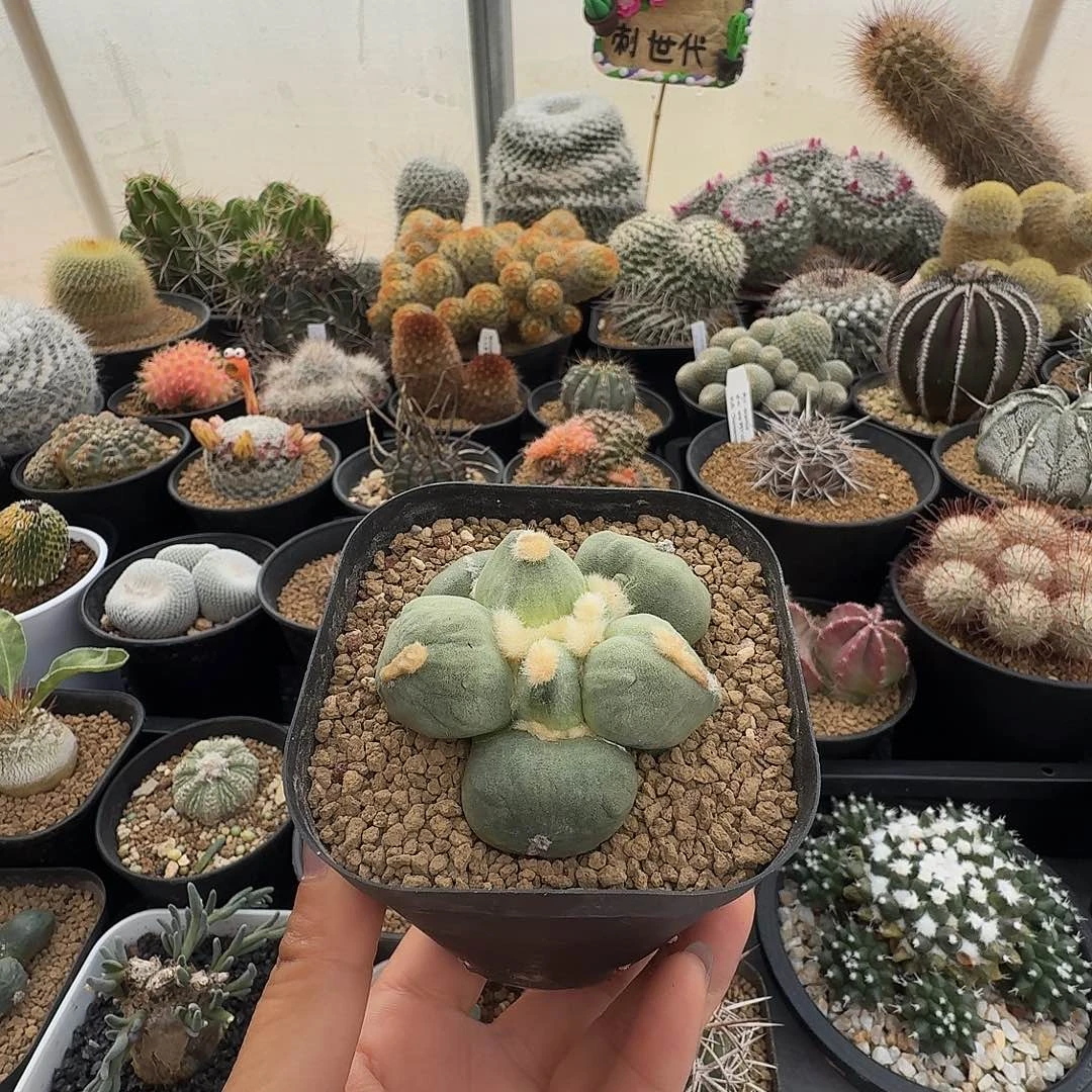 实生苗接蛋尤牡丹