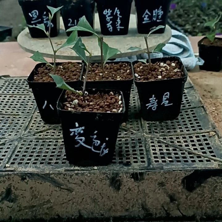 山***鹅无花朵变色龙老鸦