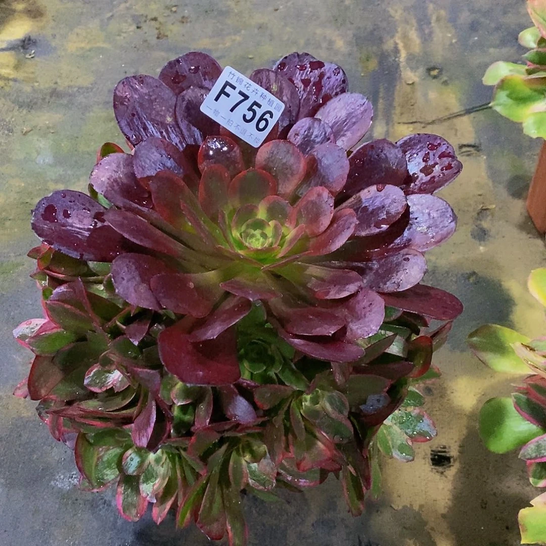 ?****?756紫皇女法师一棵