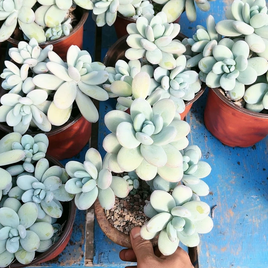 雪美人9.99多肉植物