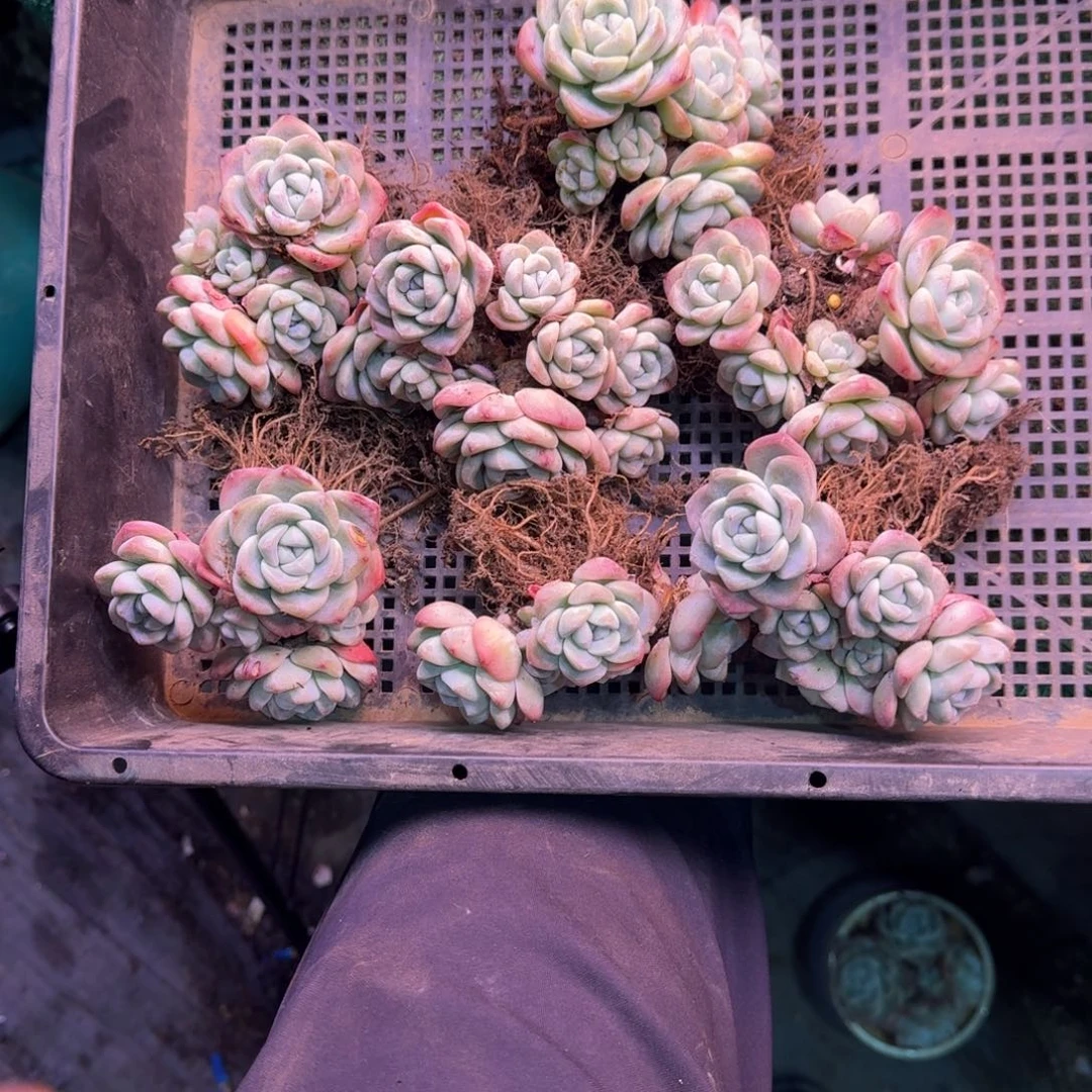 呀冰玉无砍多肉专拍