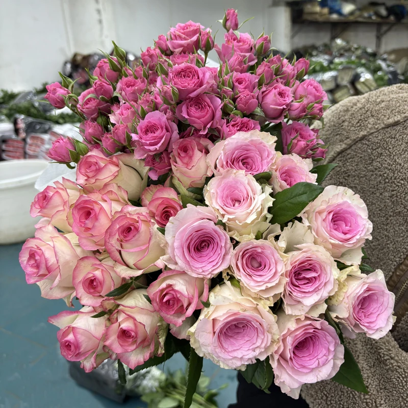 【玫瑰组合】单头玫瑰新鲜鲜花花束云南鲜花基地直发适合客厅装饰