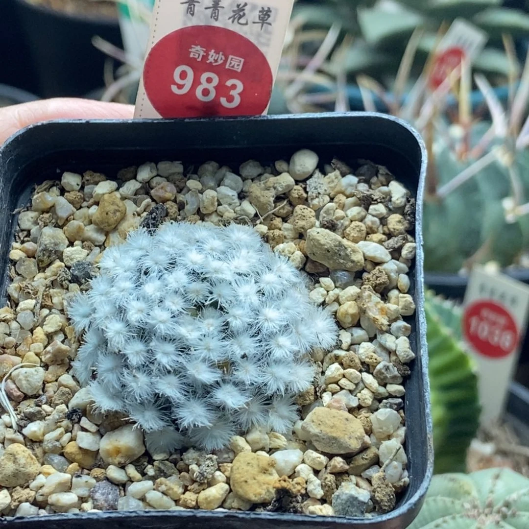 自根降落伞白星3.8cm