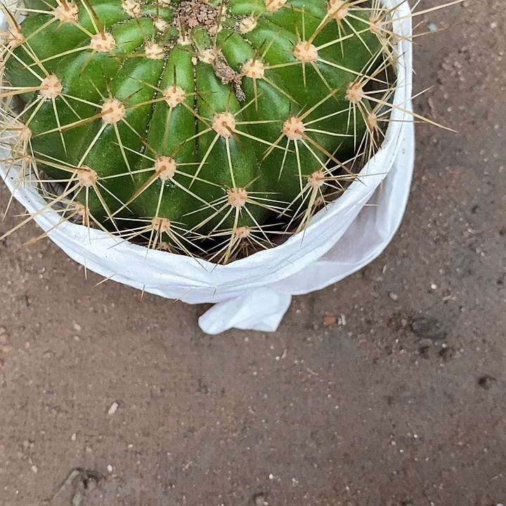 容耀毛花毛花24667788