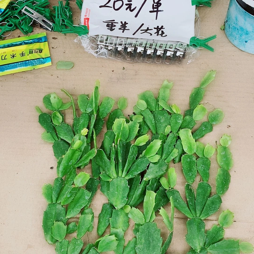 随***缘无花朵叶片福利一物一拍