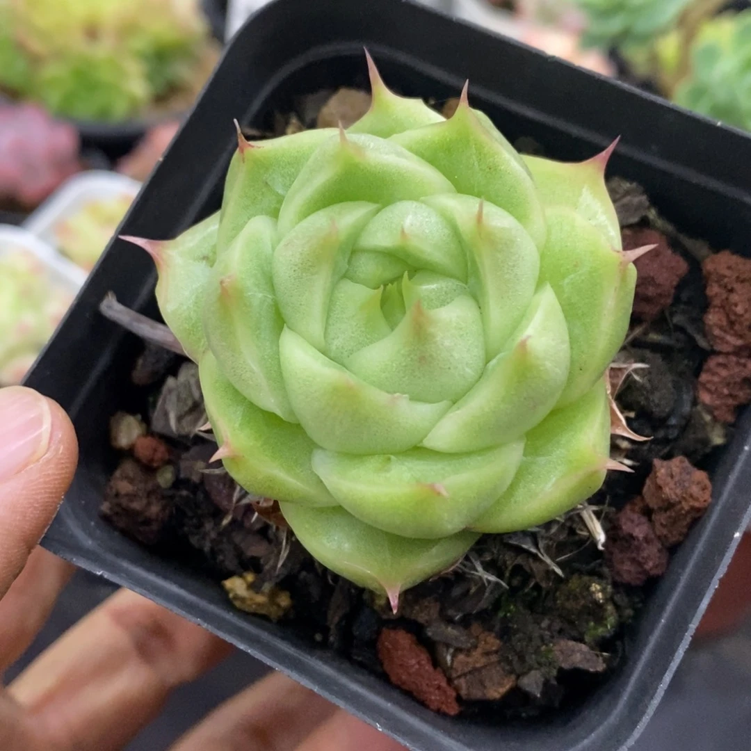 精品多肉一物一拍不包整35