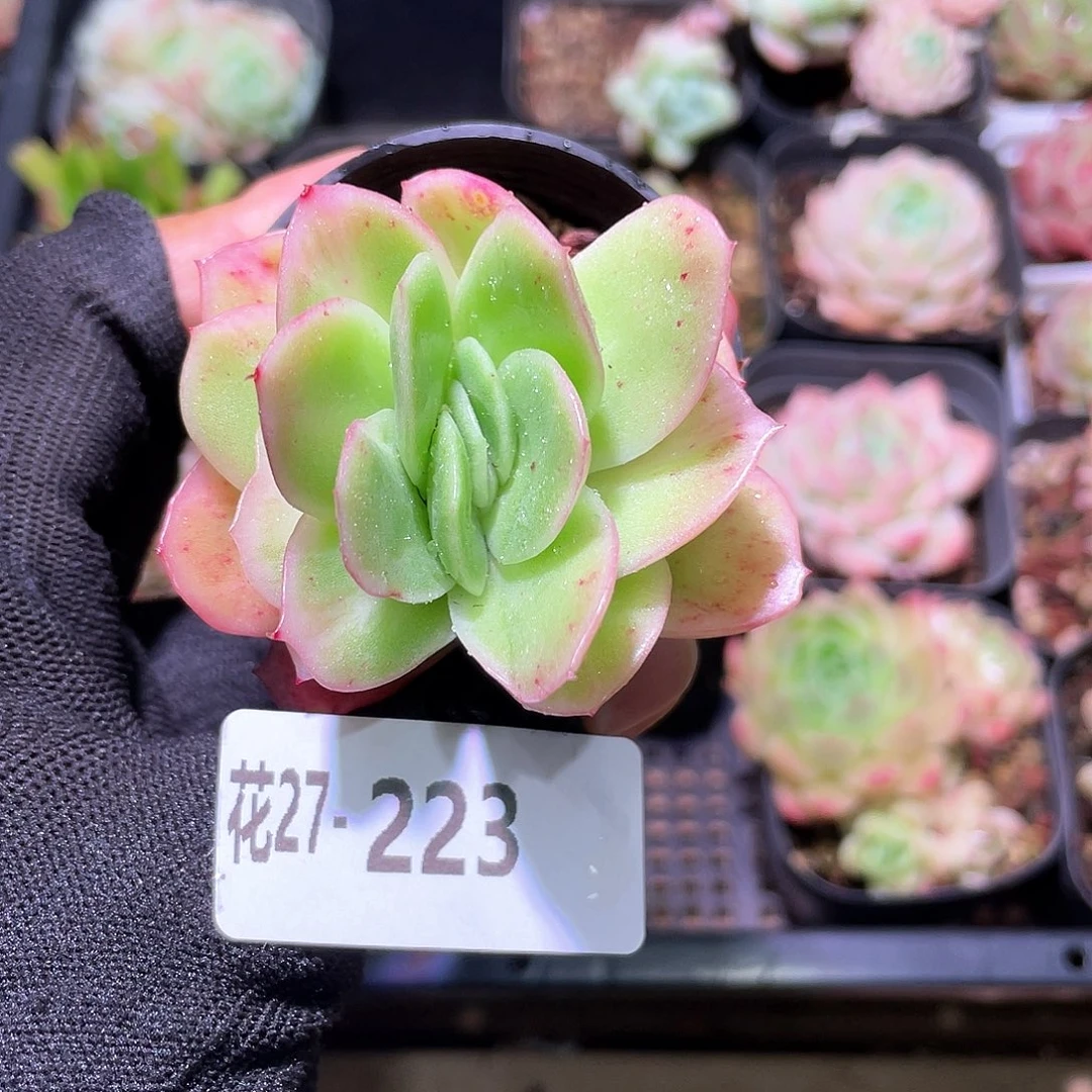 T****e花利美27-223冰玫瑰锦