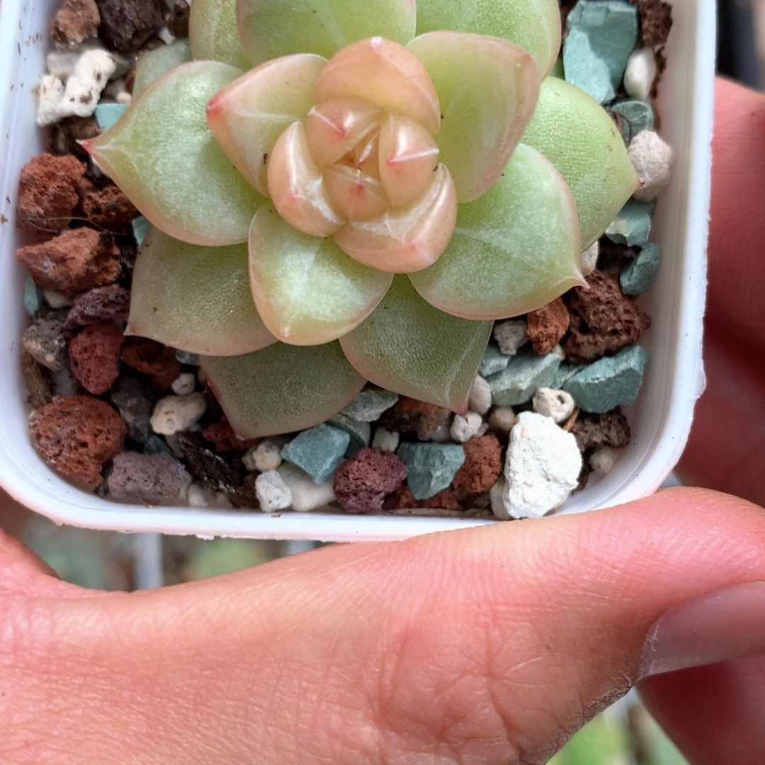 黄粉心。       28号