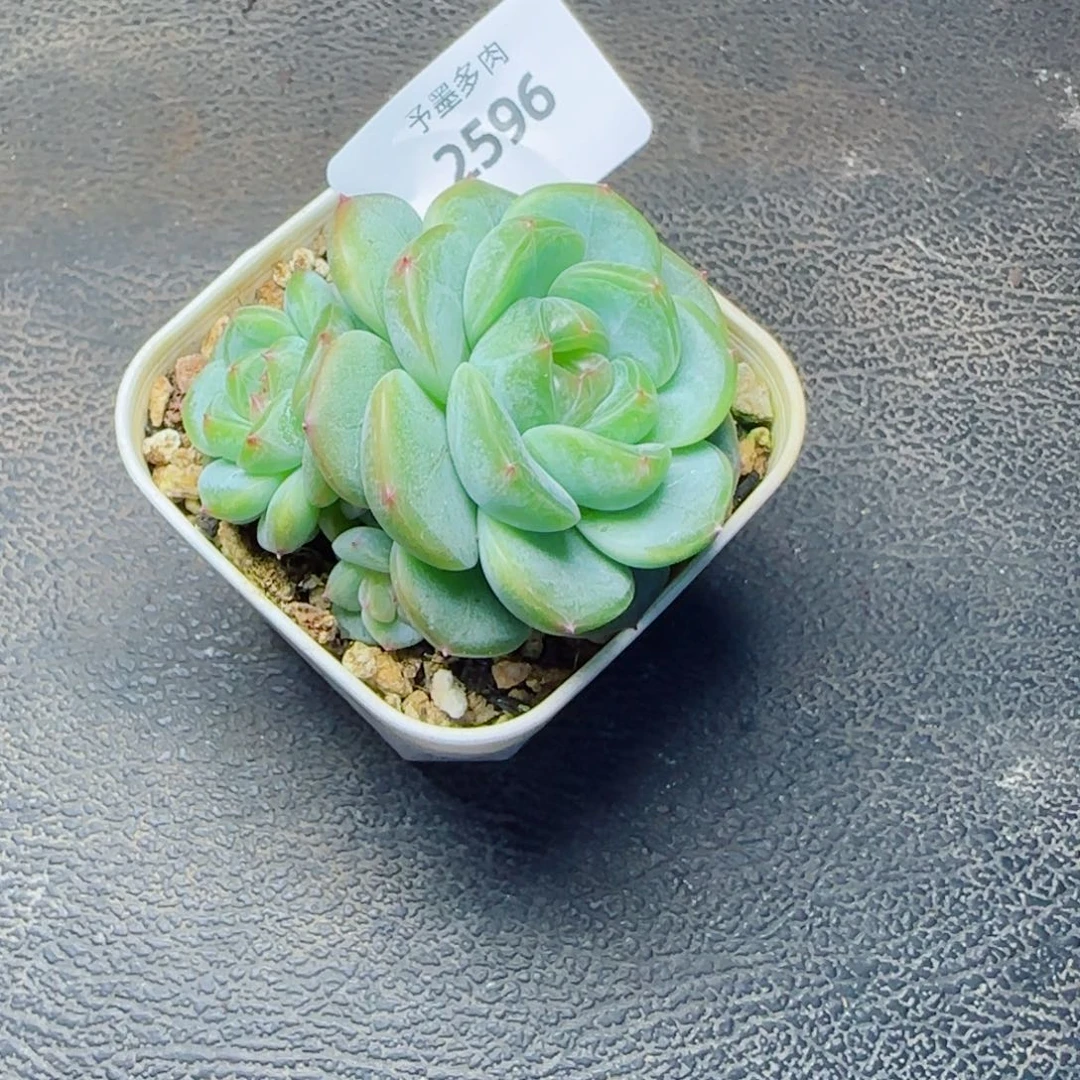 甜心群,2596多肉植物