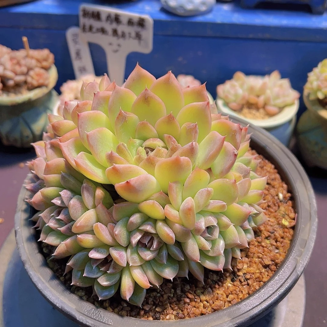 布**寳弗瑞希珍妮，多肉植物.